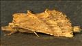 2011 (71.02) Pale Prominent